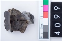 藏品(中型鹿左上顎第2前臼齒)的圖片