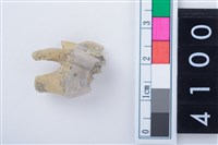 藏品(中型鹿左上顎第4前臼齒)的圖片