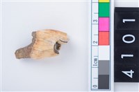 藏品(中型鹿左上顎第4前臼齒)的圖片