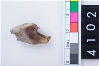 藏品(中型鹿左上顎第4前臼齒)的圖片