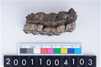 藏品(中型鹿左上顎骨與第3、4前臼齒與第1、2大臼齒)的圖片