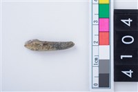 藏品(中型鹿左側第1門齒)的圖片