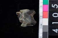 藏品(獸牙)的圖片