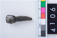 藏品(鹿右下顎第1門齒)的圖片