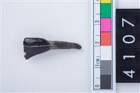 藏品(鹿右下顎第1門齒)的圖片