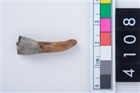 藏品(鹿左下顎第1門齒)的圖片