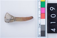 藏品(鹿左下顎第1門齒)的圖片