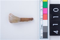 藏品(鹿左下顎第1門齒)的圖片