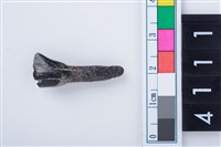 藏品(鹿左下顎第1門齒)的圖片