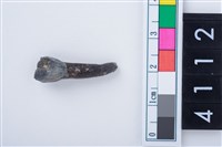 藏品(鹿左下顎第1門齒)的圖片