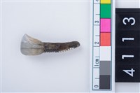 藏品(鹿左下顎第1門齒)的圖片