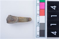 藏品(鹿左下顎第1門齒)的圖片