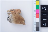 藏品(豬臼齒)的圖片