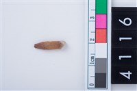 藏品(小型哺乳類門齒齒根)的圖片