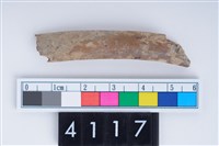 藏品(中型哺乳動物肋骨)的圖片