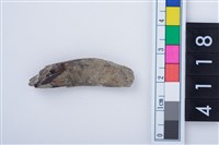 藏品(豬犬齒?)的圖片