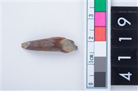 藏品(鹿犬齒?)的圖片