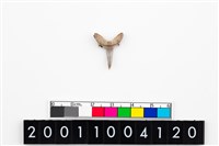 藏品(鯊魚牙齒)的圖片