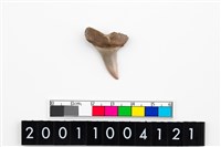 藏品(鯊魚牙齒)的圖片