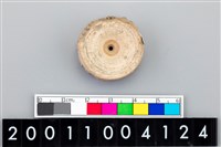 藏品(魚脊椎骨)的圖片