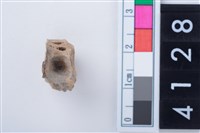 藏品(魚脊骨)的圖片