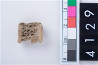 藏品(魚脊骨)的圖片