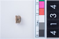 藏品(魚脊骨)的圖片