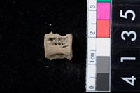 藏品(魚脊椎)的圖片