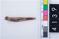 藏品(魚鰭骨尖器)的圖片