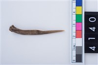 藏品(魚骨尖器)的圖片