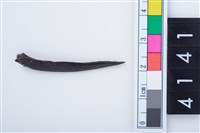 藏品(魚骨尖器)的圖片