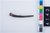 藏品(魚骨尖器)的圖片