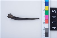 藏品(魚骨尖器)的圖片