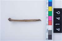 藏品(魚骨尖器)的圖片