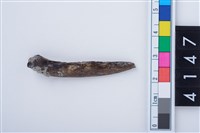 藏品(魚鰭骨尖器)的圖片