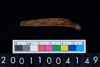 藏品(魚鰭骨尖器)的圖片