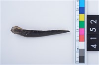 藏品(魚鰭骨尖器)的圖片