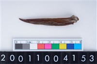 藏品(魚骨尖器)的圖片