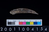 藏品(魚鰭骨尖器)的圖片