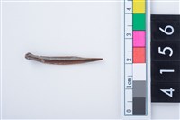 藏品(魚骨尖器)的圖片