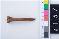 藏品(魚骨尖器)的圖片