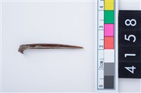 藏品(魚骨尖器)的圖片