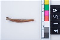 藏品(魚骨尖器)的圖片