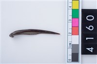 藏品(魚骨尖器)的圖片