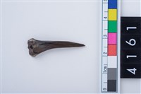 藏品(魚骨尖器)的圖片