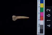 藏品(魚骨尖器)的圖片