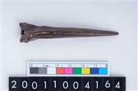 藏品(魚鰭骨尖器)的圖片