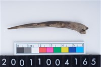 藏品(魚骨尖器)的圖片