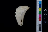 藏品(魚鰓骨)的圖片