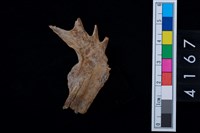 藏品(魚鰓骨)的圖片